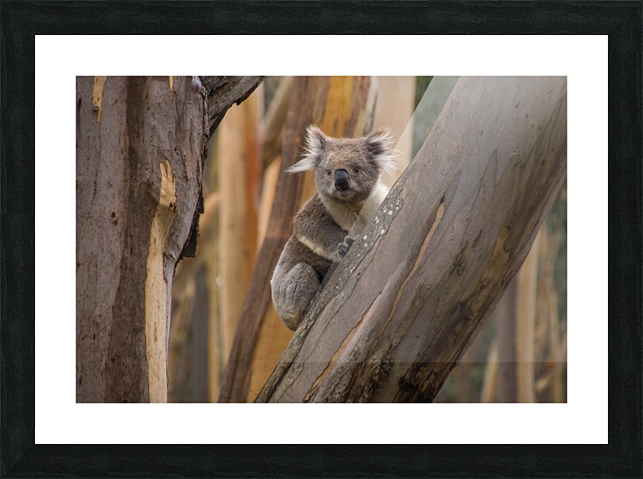 The Wild Koala Picture Frame print
