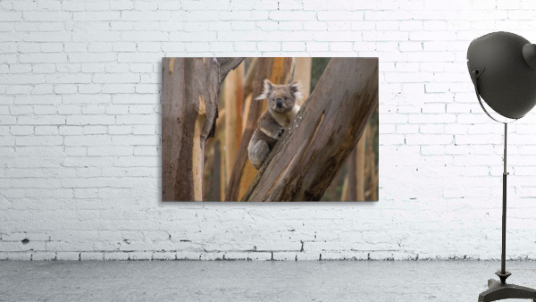 The Wild Koala Wall Preview