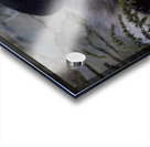 Giant Panda Resting  Acrylic print