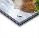 Young Capybara Pup Resting  Acrylic print