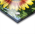 Gradient Sunflower  Acrylic print