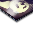 Giant Panda Relaxing  Acrylic print