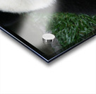 Giant Panda Smiles  Acrylic print