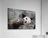 Giant Panda Resting  Acrylic Print