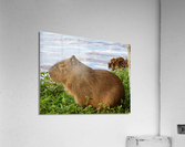 Young Capybara Pup Resting  Acrylic Print