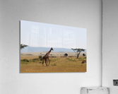 Giraffe On A Stroll  Acrylic Print