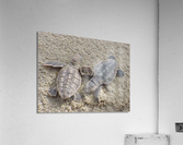 Loggerhead Sea Turtle Hatchlings Acrylic Print