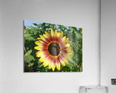 Gradient Sunflower  Acrylic Print