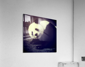 Giant Panda Relaxing  Acrylic Print