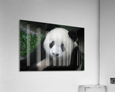 Giant Panda Smiles  Acrylic Print