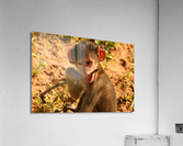 Curious Baby Monkey  Acrylic Print