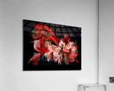 Fractal Rose Explosion  Acrylic Print
