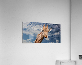 Silly Giraffe  Acrylic Print