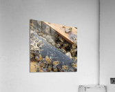 Bee Hive By Phil  Acrylic Print