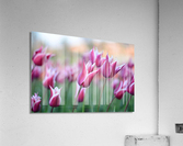 pexels pixabay 459539 Acrylic Print
