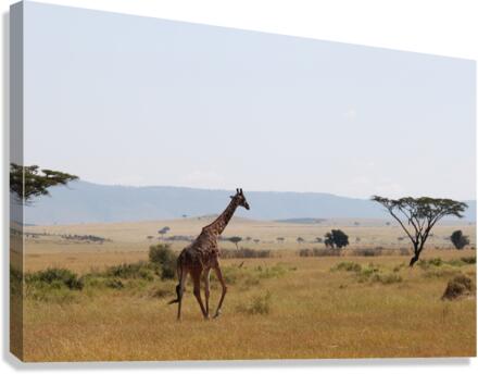 Giraffe On A Stroll  Canvas Print