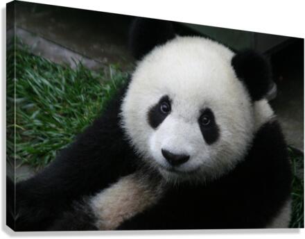 Giant Panda Smiles  Canvas Print