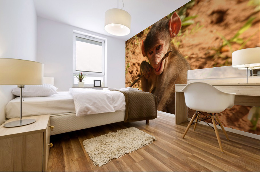 Curious Baby Monkey  Mural print