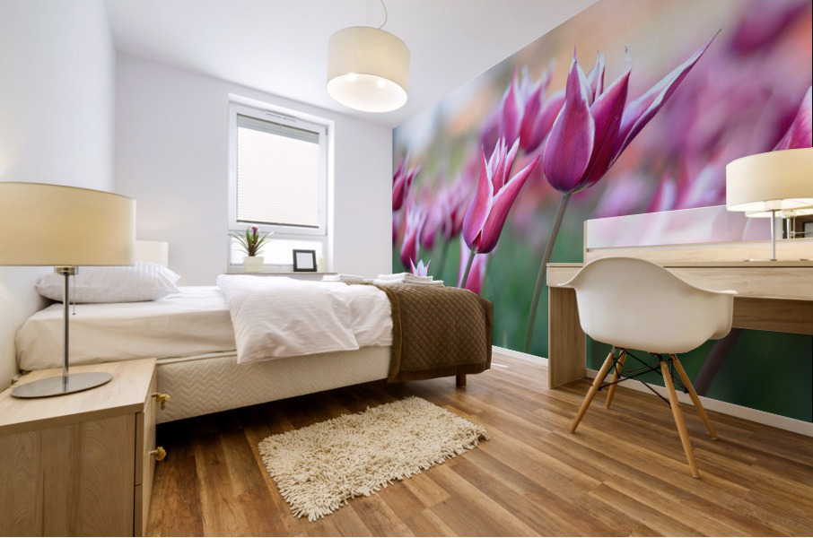 pexels pixabay 459539 Mural print