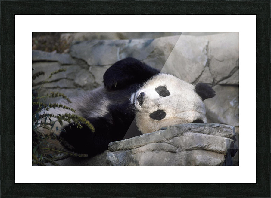 Giant Panda Resting  Picture Frame print
