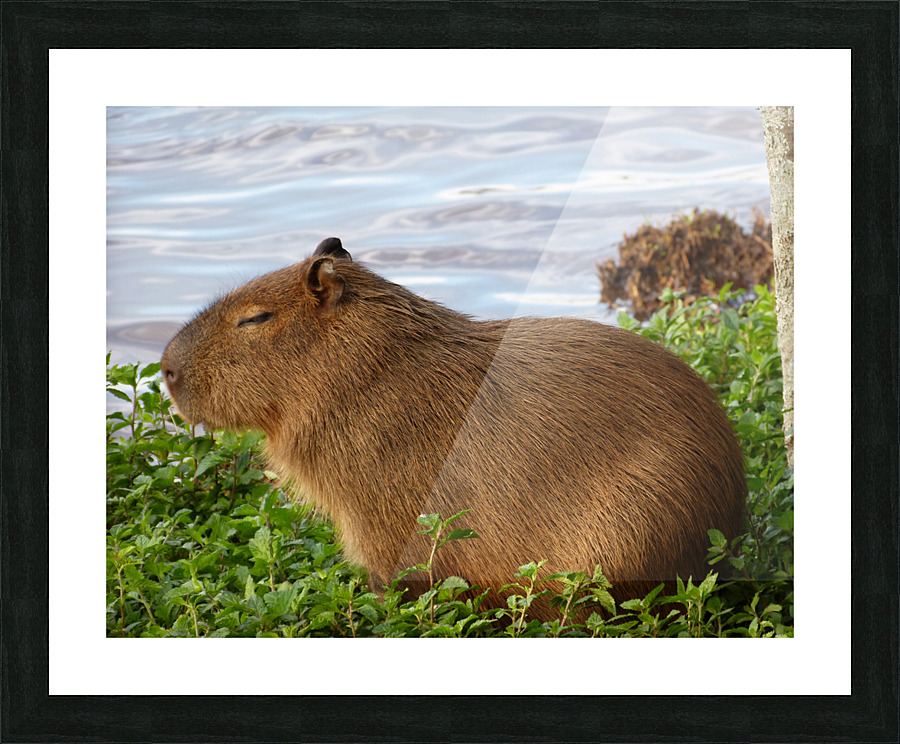 Young Capybara Pup Resting  Picture Frame print