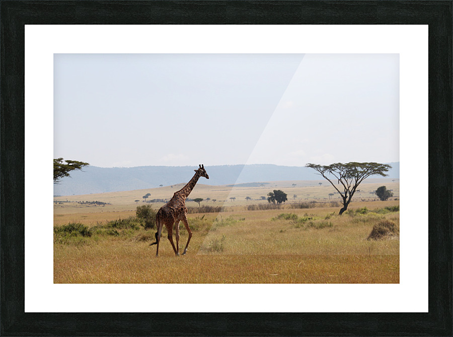 Giraffe On A Stroll  Picture Frame print