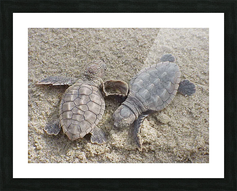 Loggerhead Sea Turtle Hatchlings Picture Frame print