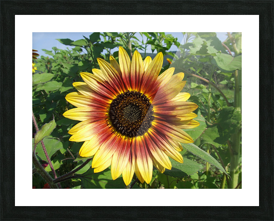 Gradient Sunflower  Picture Frame print