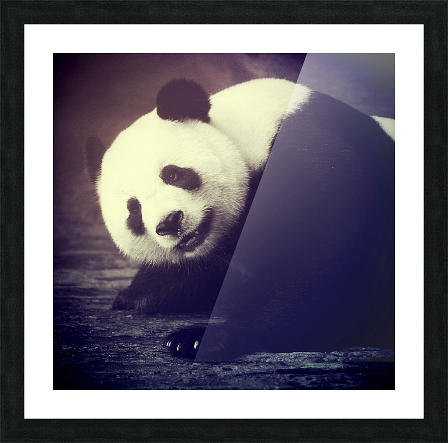 Giant Panda Relaxing  Picture Frame print