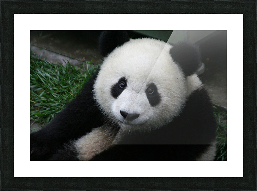 Giant Panda Smiles  Picture Frame print