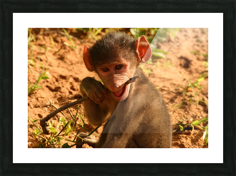 Curious Baby Monkey  Picture Frame print