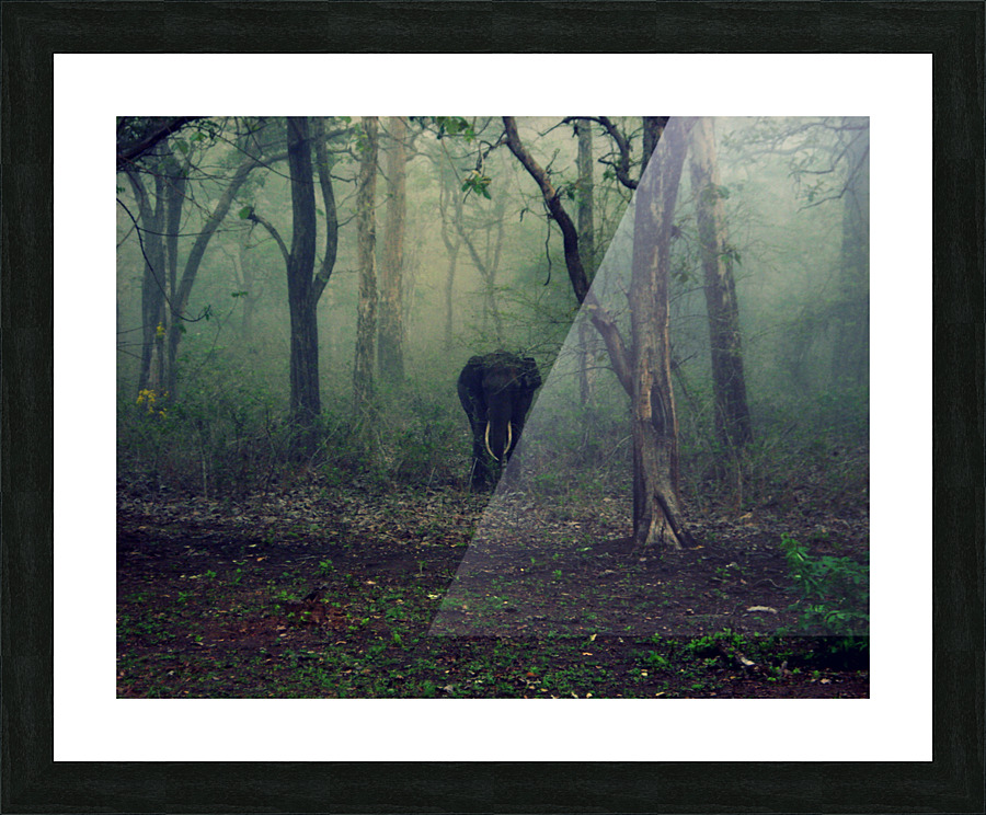 Young Forest Elephant  Picture Frame print