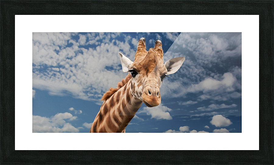 Silly Giraffe  Picture Frame print