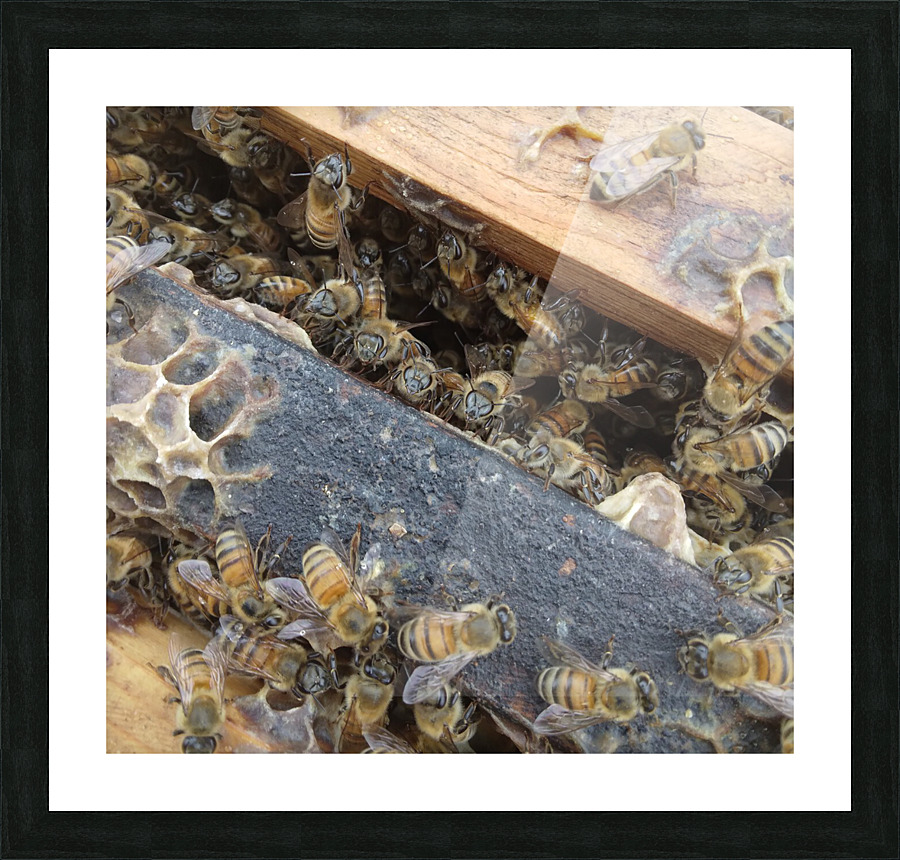 Bee Hive By Phil  Picture Frame print