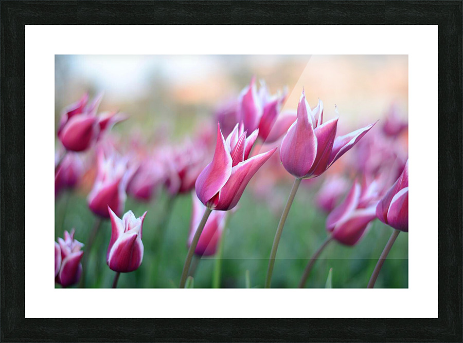pexels pixabay 459539 Picture Frame print