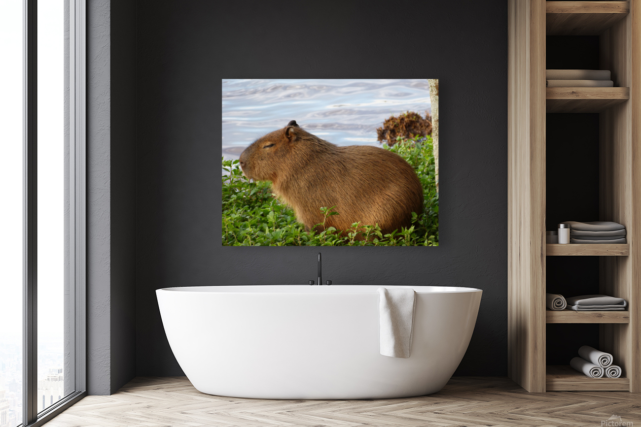 Young Capybara Pup Resting  Reproduction