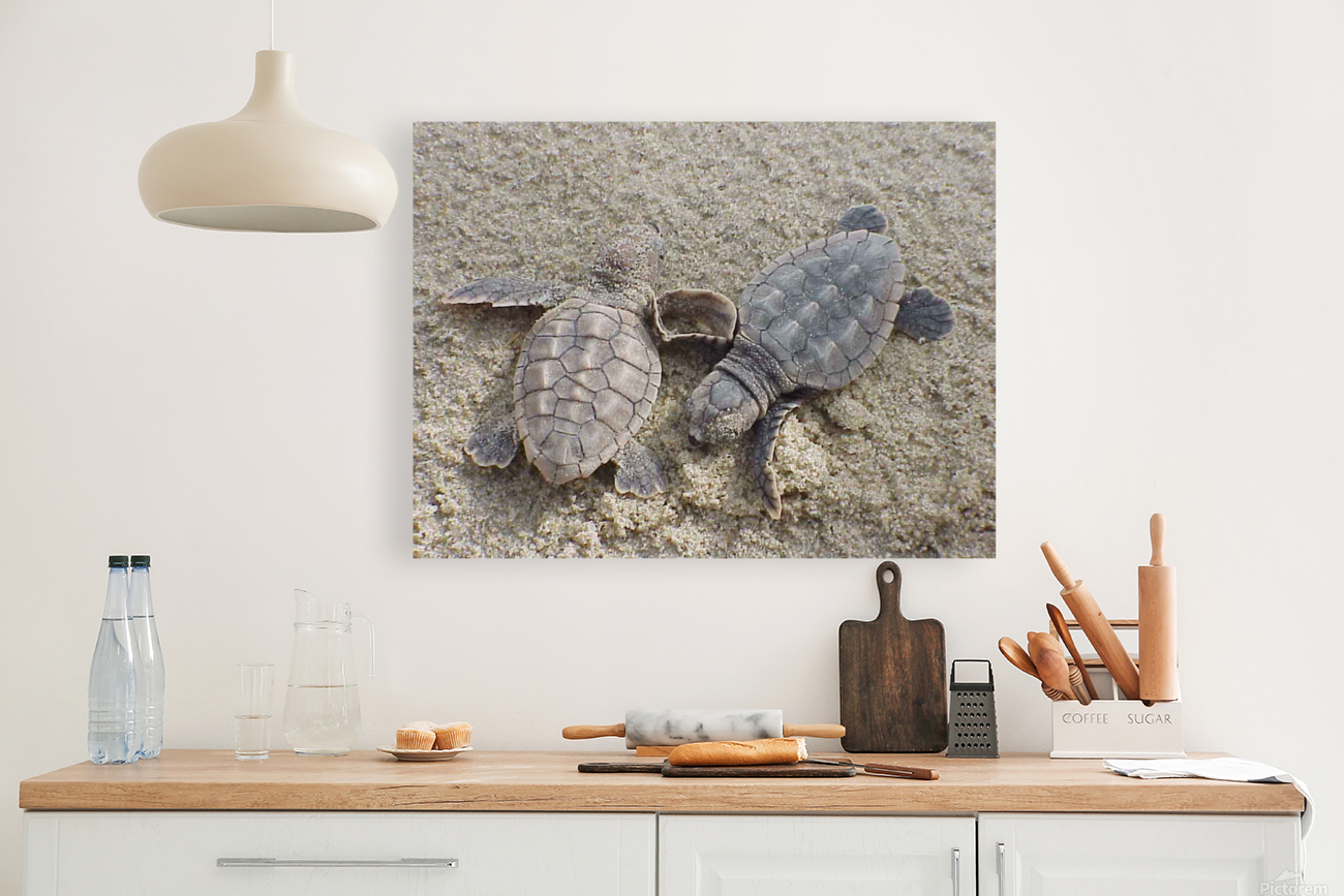 Loggerhead Sea Turtle Hatchlings Reproduction