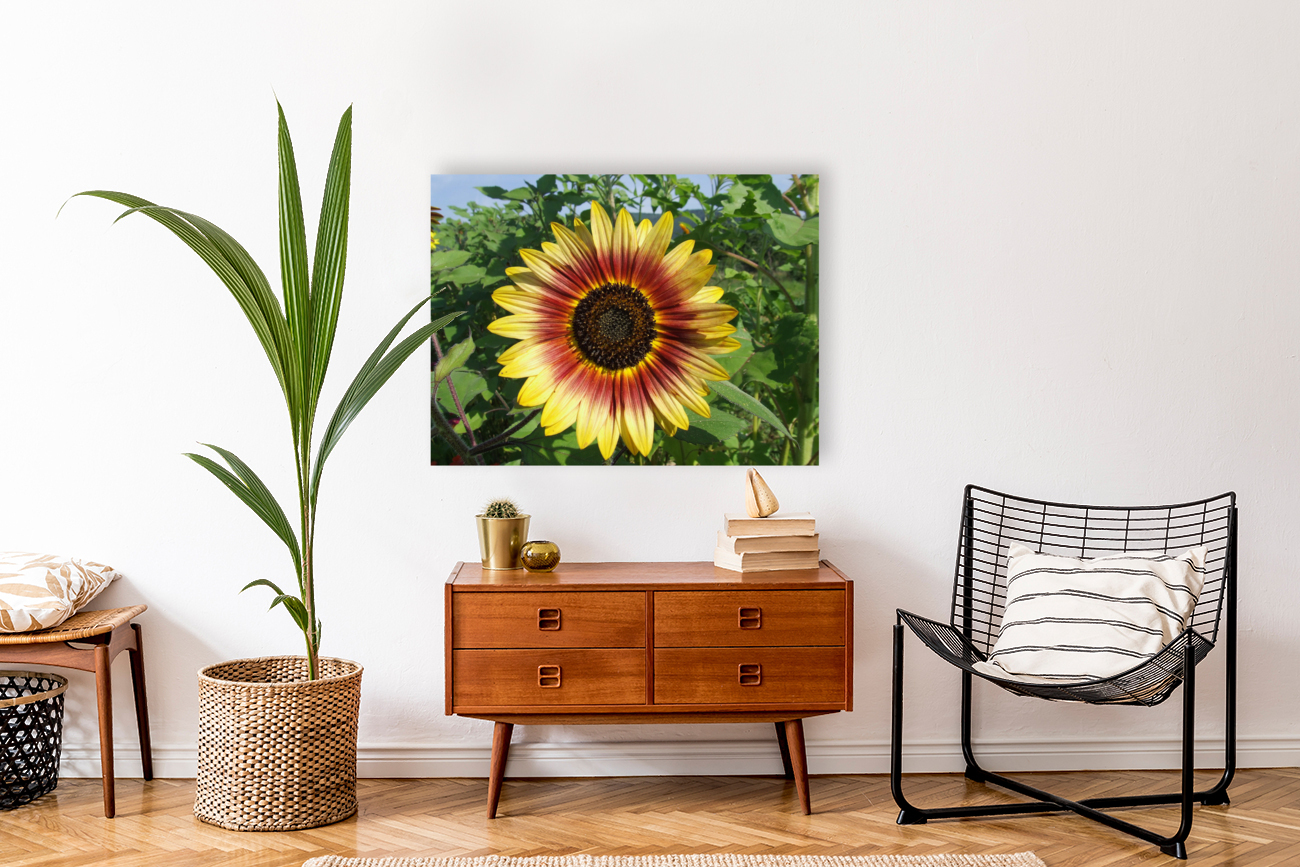 Gradient Sunflower  Reproduction