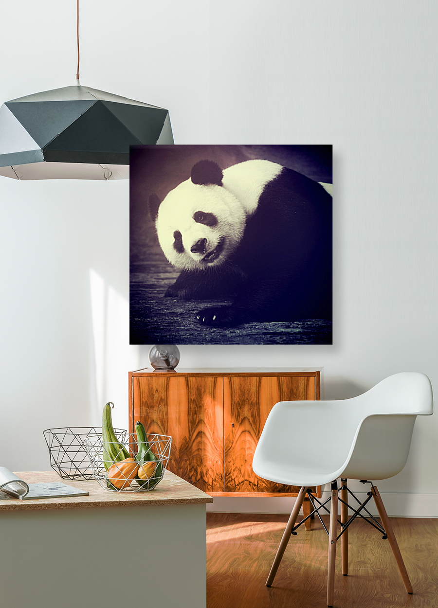 Giant Panda Relaxing  Reproduction