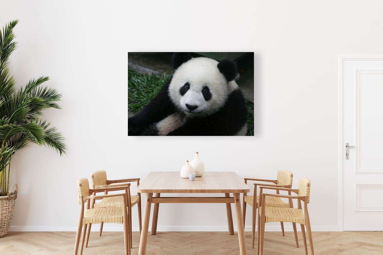 Giant Panda Smiles  Reproduction