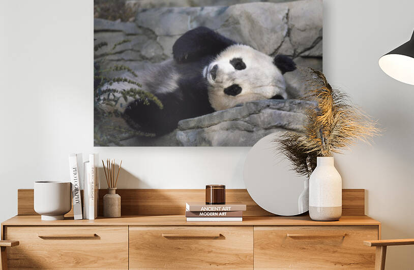 Giant Panda Resting  Reproduction