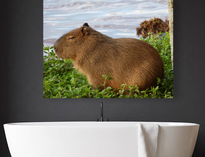 Young Capybara Pup Resting  by Wrangler Walker