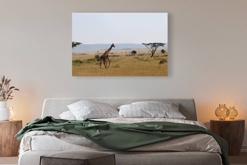 Giraffe On A Stroll  Reproduction