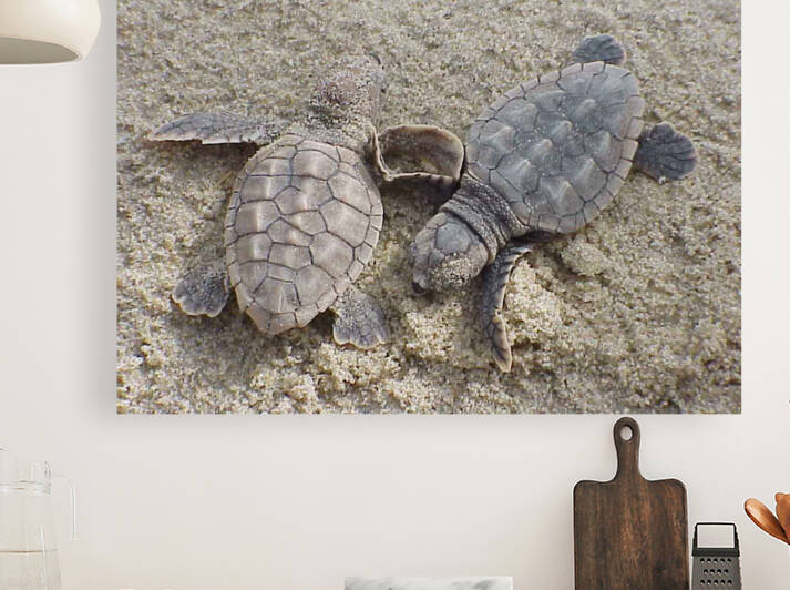 Loggerhead Sea Turtle Hatchlings by Wrangler Walker