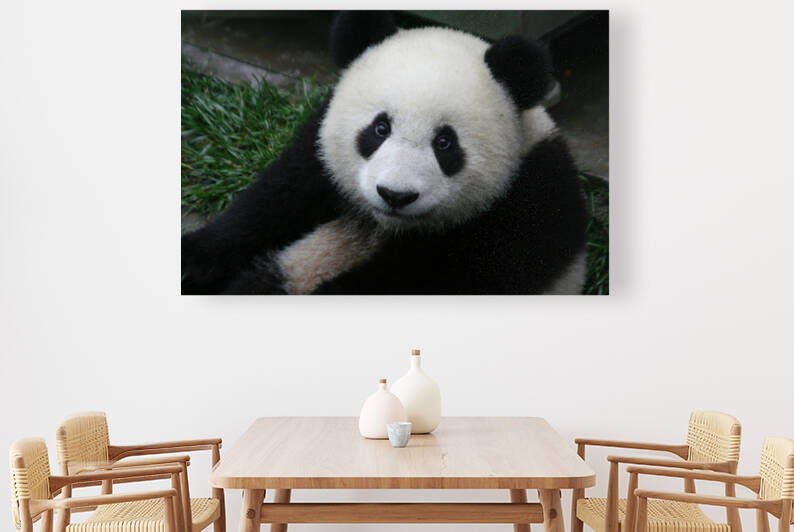 Giant Panda Smiles  Reproduction