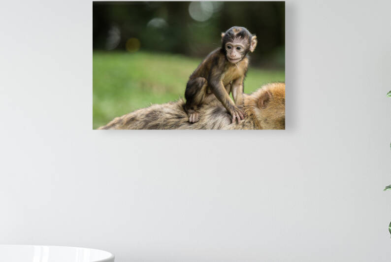 Baby Monkey Hitching a Ride  by Wrangler Walker