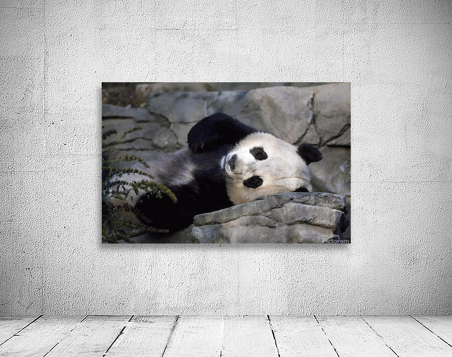 Giant Panda Resting  Wall Preview