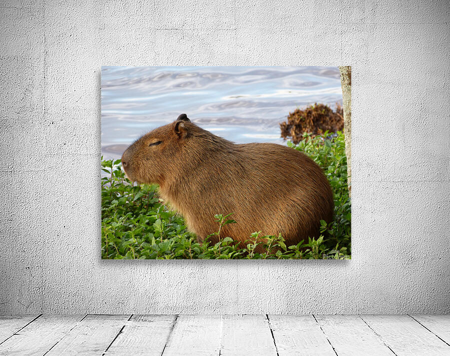 Young Capybara Pup Resting  Wall Preview