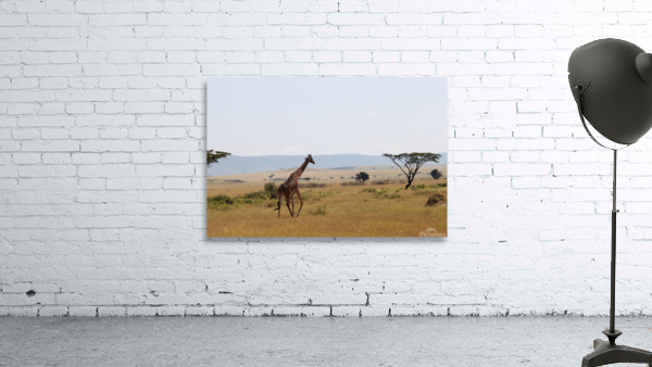 Giraffe On A Stroll  Wall Preview