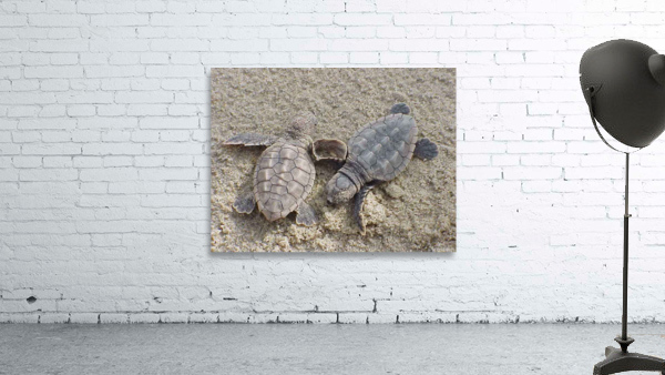 Loggerhead Sea Turtle Hatchlings Wall Preview
